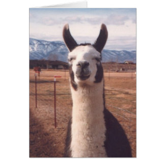 "Llama lächeln"
