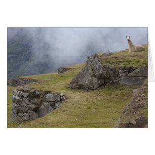 Llama (Lama glama) zwischen den Inka-Terrassen am