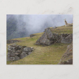 Llama (Lama glama) zwischen den Inka-Terrassen am Postkarte