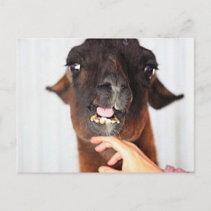 Llama-Liebe Postkarte