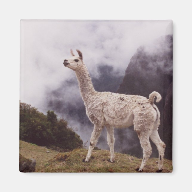 Llama Machu Picchu, Peru Magnet (Vorne)