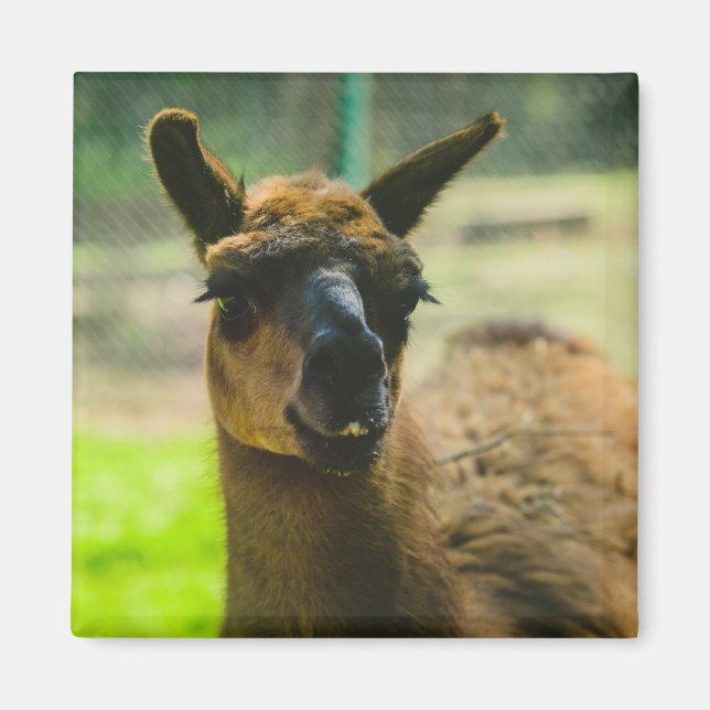 Llama Magnet (Vorne)