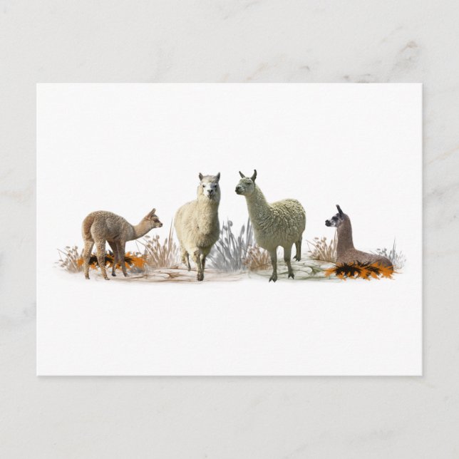 Llama Meadow Postcard Postkarte (Vorderseite)