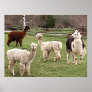 Llama Melange ~ Druck Poster