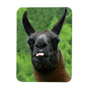 Llama mit Attitude - das Foto der Zunge heraushalt Magnet