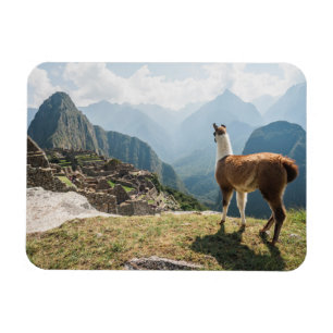 Llama mit Blick auf Ruinen   Machu Picchu, Peru Magnet