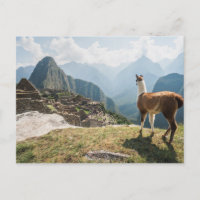 Llama mit Blick auf Ruinen | Machu Picchu, Peru