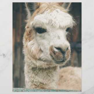 Llama Nah hoch