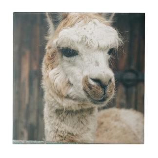 Llama Nah hoch Fliese