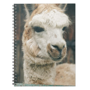 Llama Nah hoch Notizblock