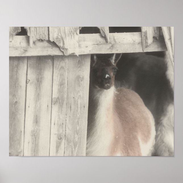Llama Peeking aus Stallfarbe Poster (Vorne)