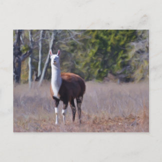Llama Postkarte