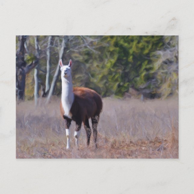 Llama Postkarte (Vorderseite)