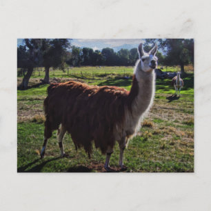 Llama Postkarte