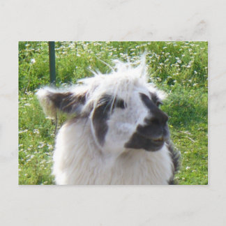 Llama Postkarte