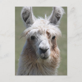Llama Postkarte