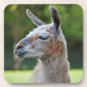 Llama-Set aus 6 Untersetzern Getränkeuntersetzer