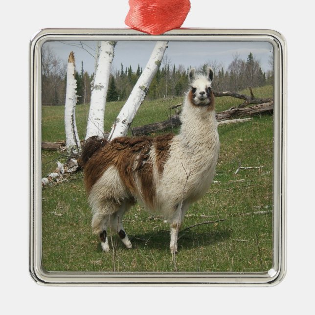 LLAMA SILBERNES ORNAMENT (Vorne)