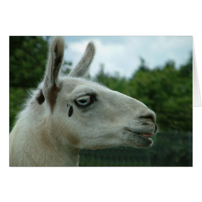 Llama Smiling (Vorderseite (Horizontal))