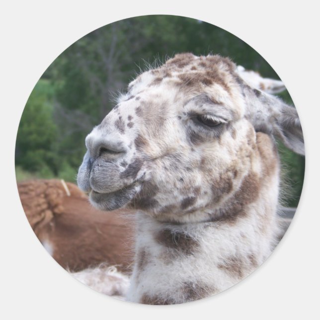 LLAMA STICKER (Vorderseite)