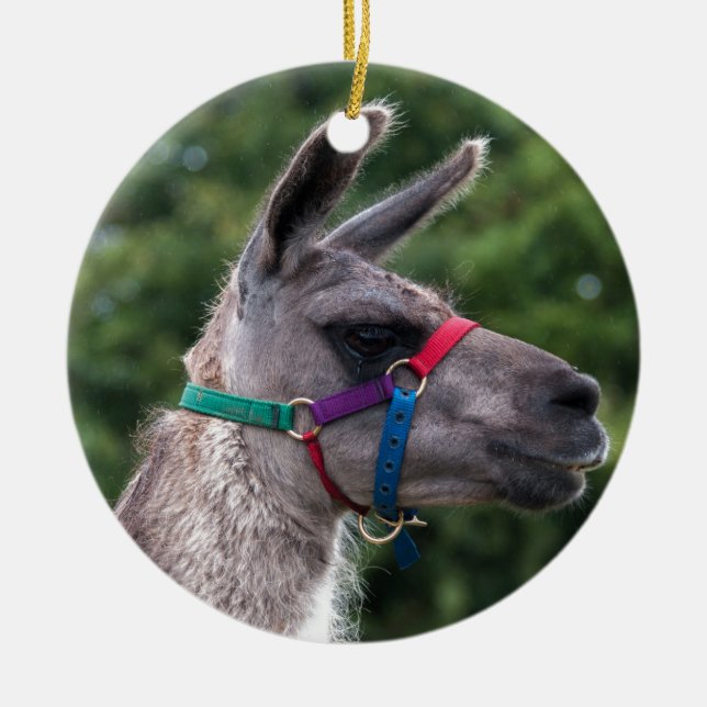Llama-Überlegenheit Keramik Ornament (Vorne)