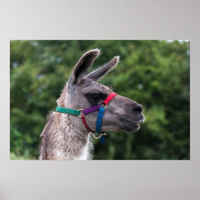 Llama-Überlegenheit Poster (Vorne)