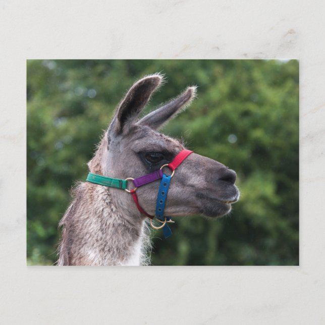 Llama-Überlegenheit Postkarte (Vorderseite)