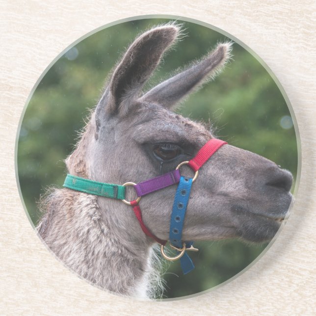 Llama-Überlegenheit Untersetzer (Vorne)