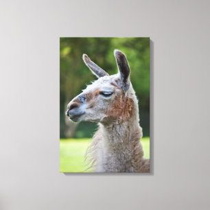 Llama Wrapped Canvas Print Leinwanddruck