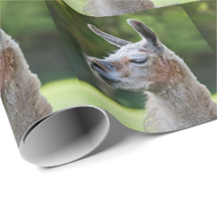 Llama Wrapping Paper Geschenkpapier