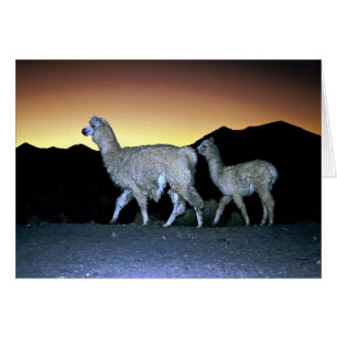 Llamas bei Sonnenuntergang