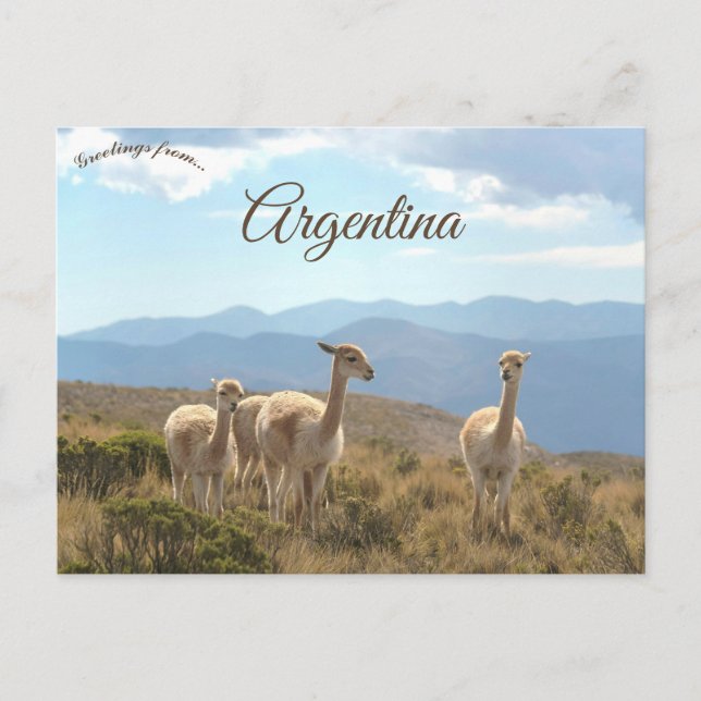Llamas in Humahuaca Argentina Postkarte (Vorderseite)