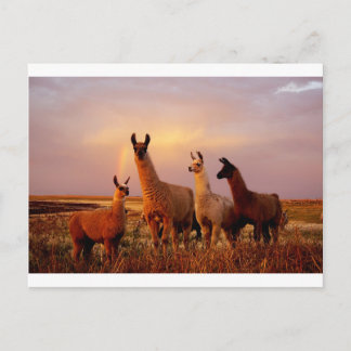 Llamas mit Regenbogenhimmel Postkarte