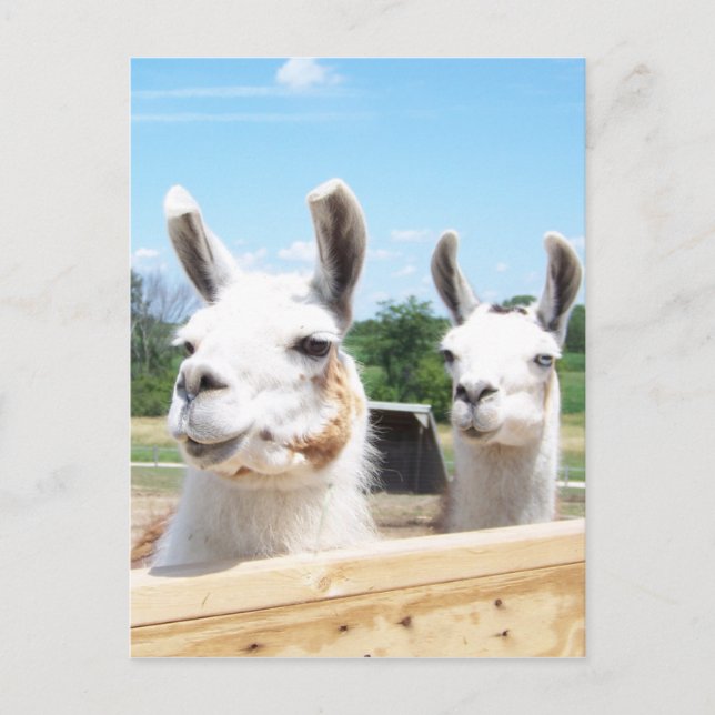 Llamas Postcard Postkarte (Vorderseite)