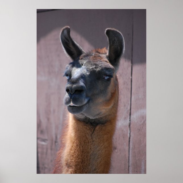 Llamas Poster (Vorne)