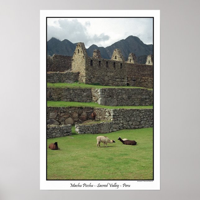 Llamas von Machu Picchu Peru Poster (Vorne)