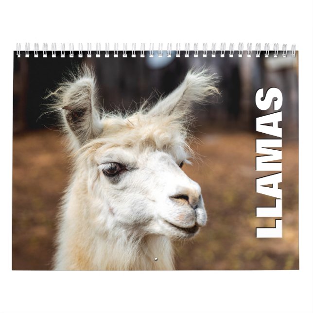 Llamas Wall Calendar Kalender (Titelbild)