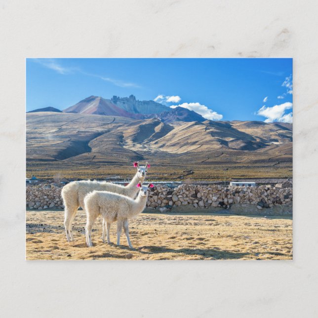 Llamitas en el Salar de Uyuni, Bolivien. Postkarte (Vorderseite)