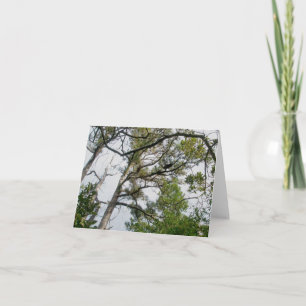 Lob Lolly Pine Trees OBX Note Card Feiertagskarte