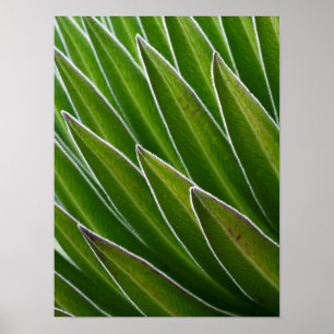 Lobelia (Lobelia telekii)   Kenia, Afrika Poster