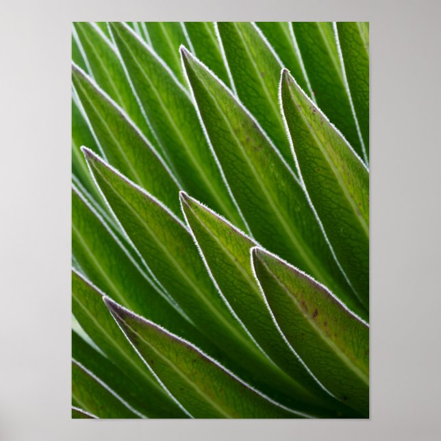 Lobelia (Lobelia telekii) | Kenia, Afrika Poster (Vorne)
