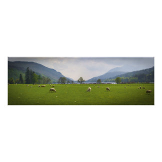 Loch Oich Sheep Fotodruck