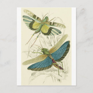 Locusta Cristata (unten), Locusta flava (oben) Postkarte