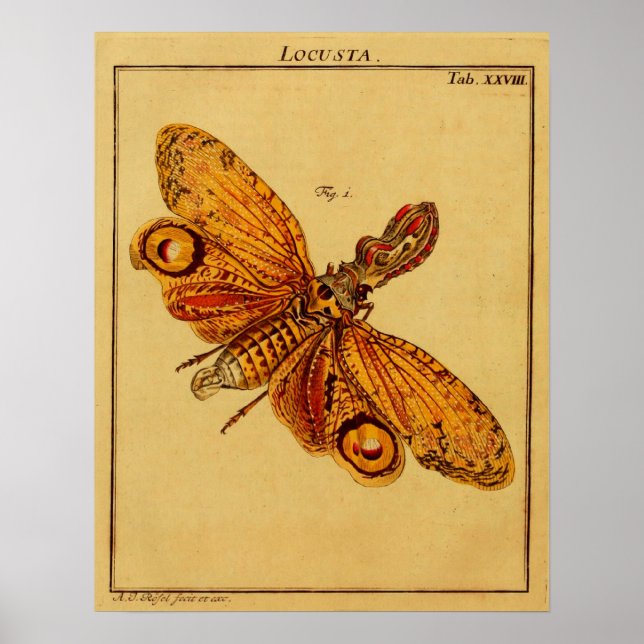 Locusta Poster (Vorne)