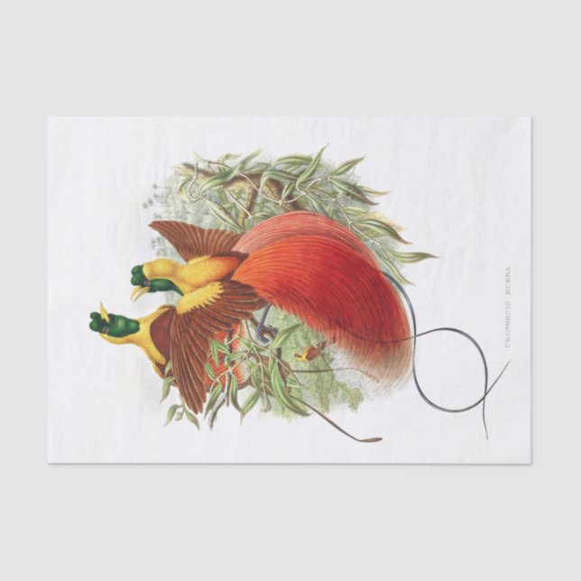 Loddigesia Mirabilis Decoupage Seidenpapier (Vorderseite)