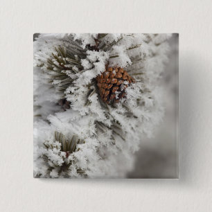 Lodgepole Kiefernkegel im Winter in Yellowstone Button