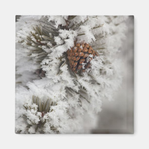 Lodgepole Kiefernkegel im Winter in Yellowstone Magnet