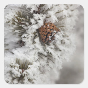 Lodgepole Kiefernkegel im Winter in Yellowstone Quadratischer Aufkleber