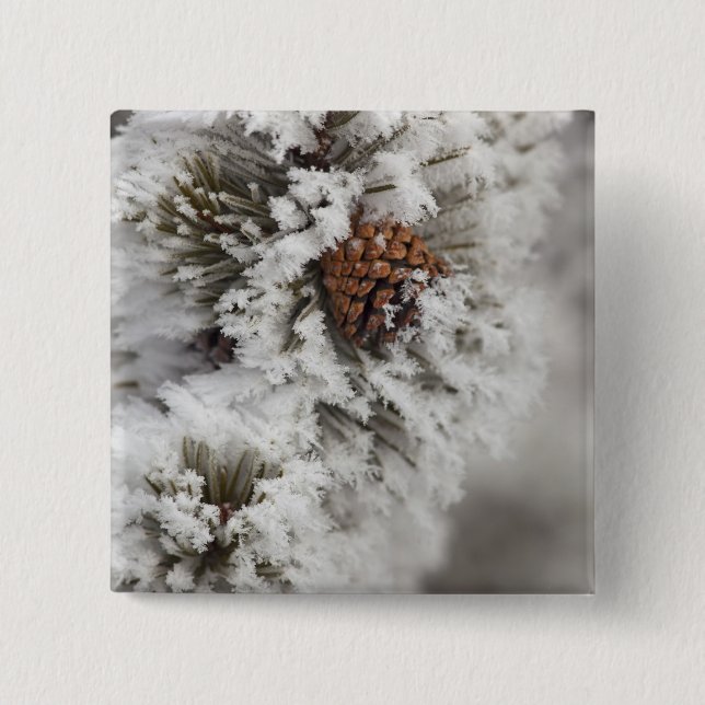 Lodgepole Pine Kegel im Winter in Yellowstone Button (Vorderseite)