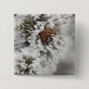 Lodgepole Pine Kegel im Winter in Yellowstone Button